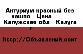 Антуриум красный без кашпо › Цена ­ 300 - Калужская обл., Калуга г.  »    